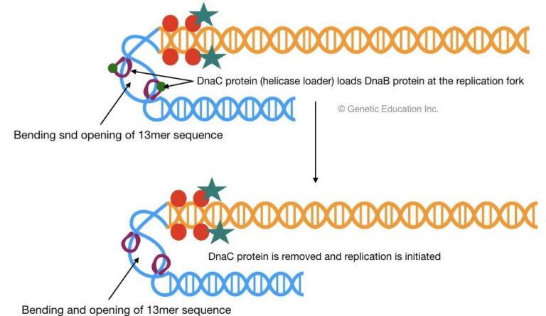 Prokaryotic Dna Replication 8464