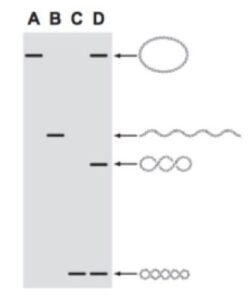 DNA Topology- What is the Linking Number of DNA?