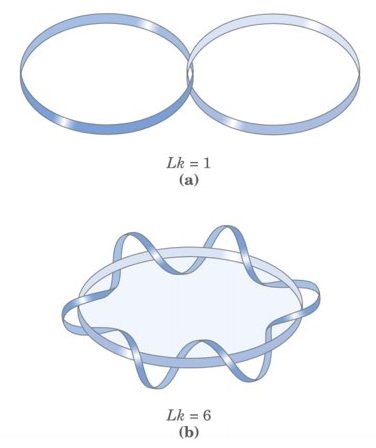 Linking number: A Topological property of DNA 