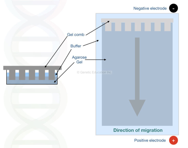 Agarose Gel Electrophoresis Definition, Principle, Process, Protocol