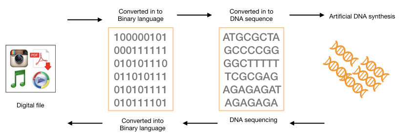 DNA digital storage
