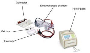 Agarose Gel Electrophoresis: Definition, Principle, Process, Protocol ...