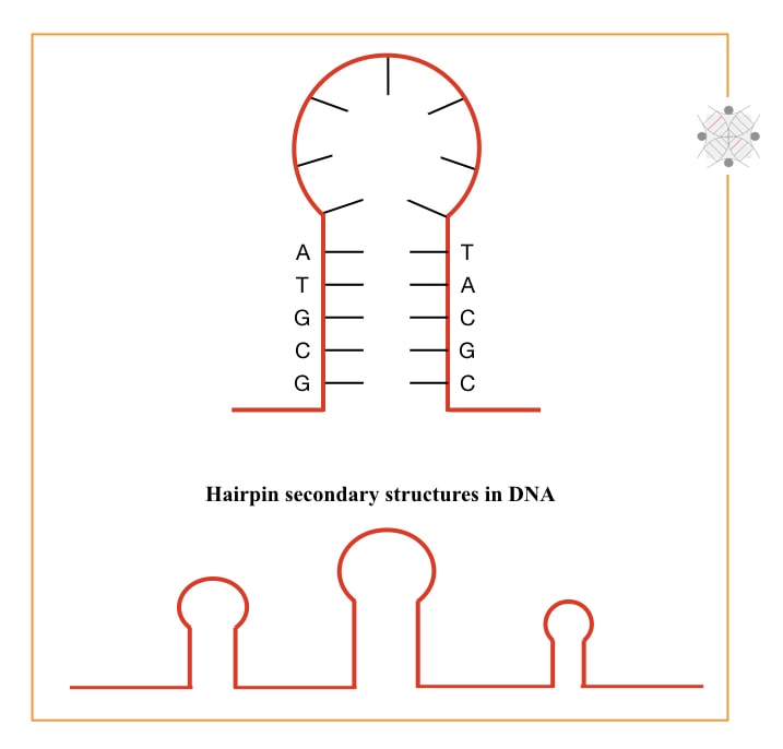 Secondary structure in DNA.