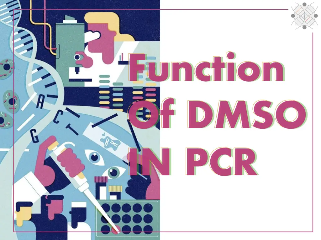 Function of DMSO in PCR.