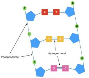 The Function of dNTPs in PCR reaction