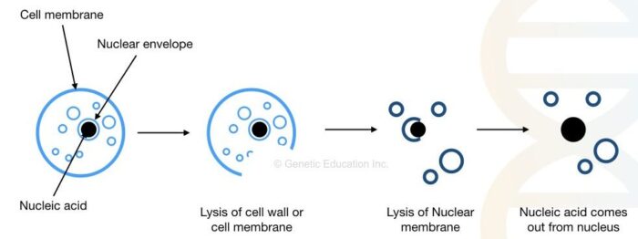 CTAB DNA Extraction Buffer For Plant DNA Extraction