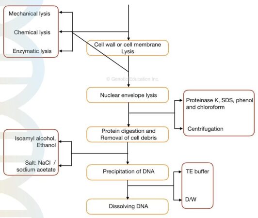 Lysis Buffer For Dna Extraction Importance Recipe And Preparation 7184