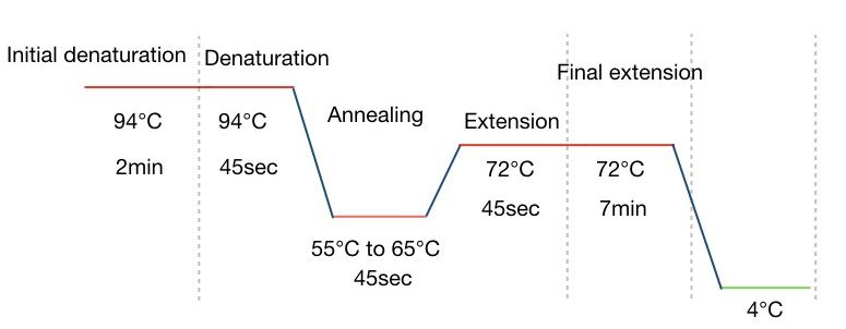 Function of taq DNA polymerase in PCR