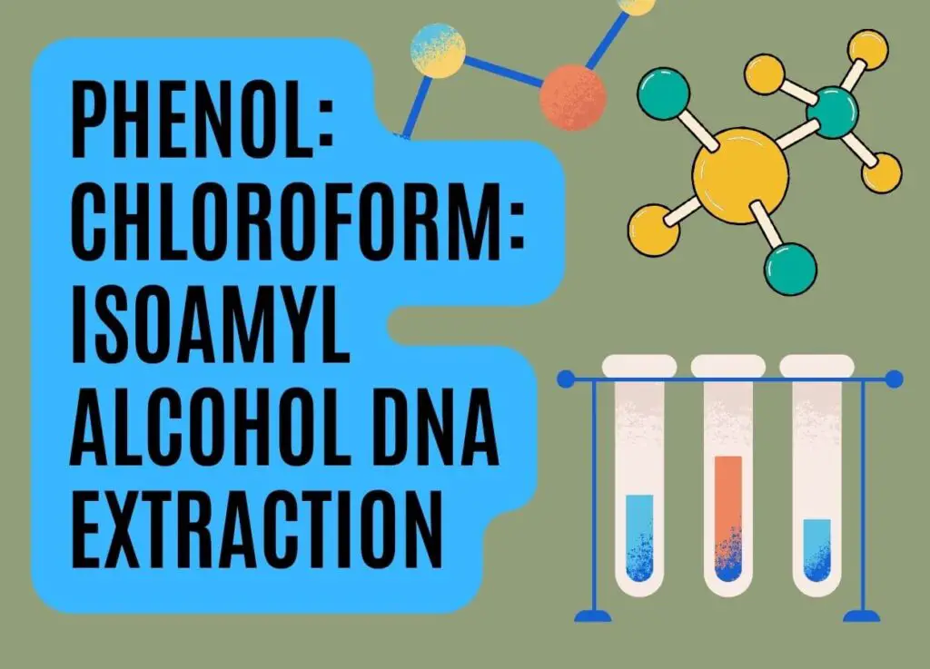 Phenol: chloroform: isoamyl alcohol DNA extraction