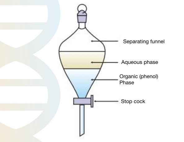 Phenol chloroform DNA extraction: Basics, preparation of chemicals and protocol 