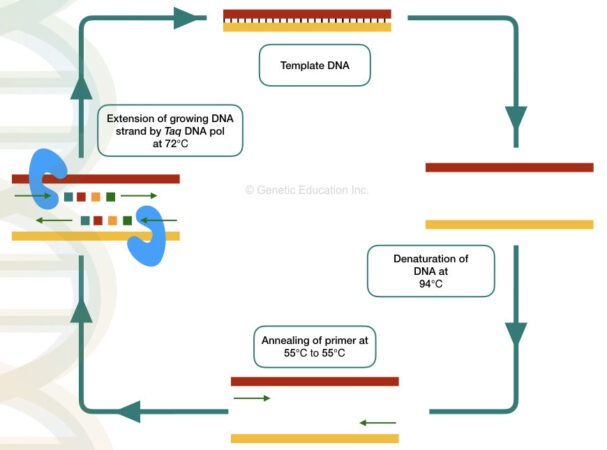 Polymerase Chain Reaction- Definition, Principle, Steps, Procedure ...