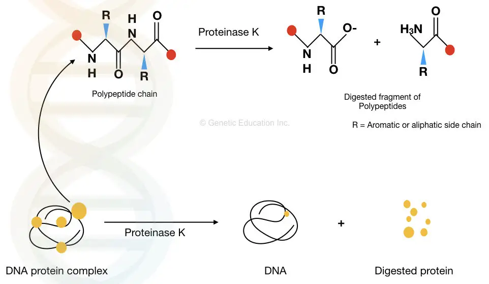 Proteinase K DNA extraction method