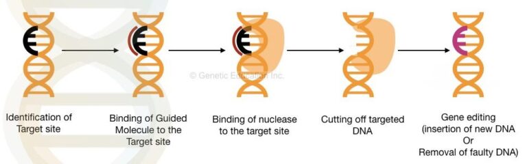 What is gene editing and CRISPR-CAS9?