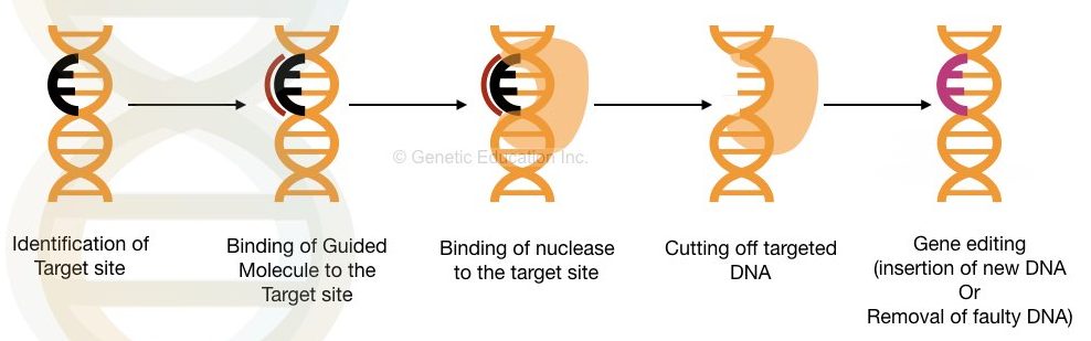 What is gene editing and CRISPR-CAS9? 