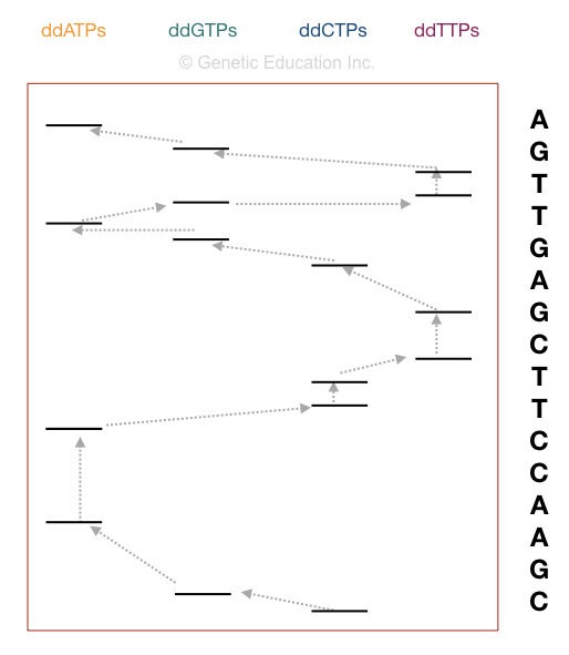 DNA sequencing