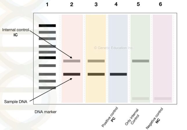 pcr-test-10-tips-on-how-to-do-it