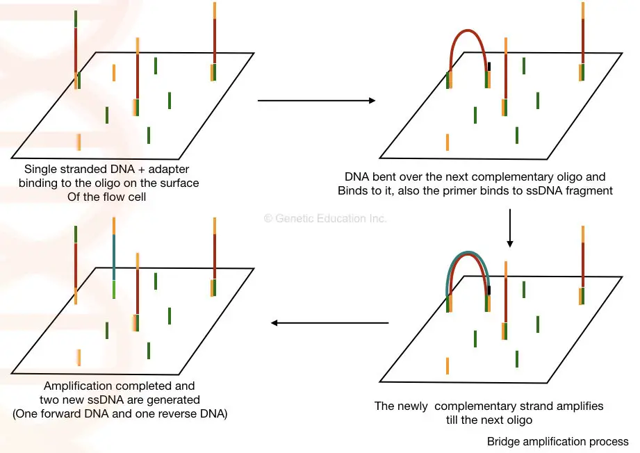 Illustration of the bridge amplification process of the NGS.