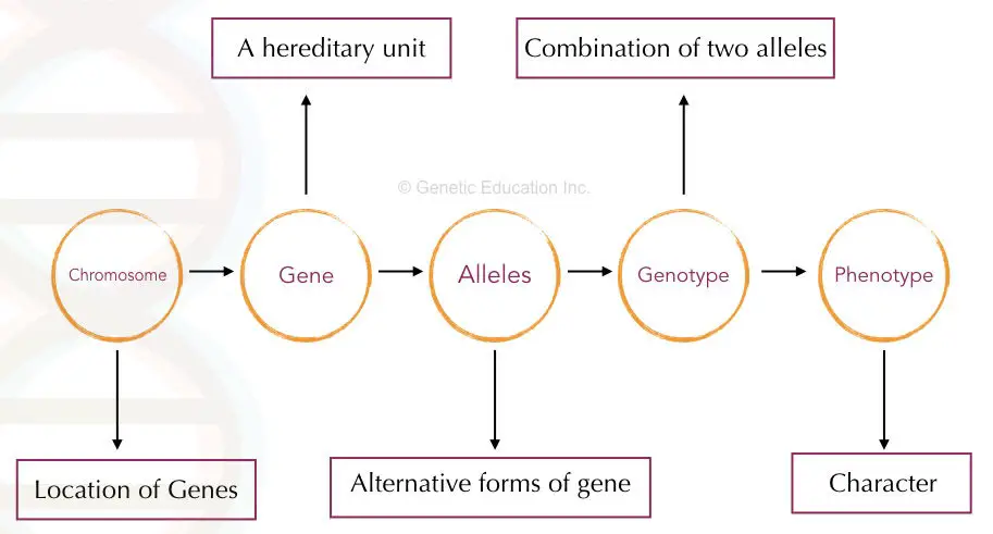 What is a genotype?- definition, frequency and methods