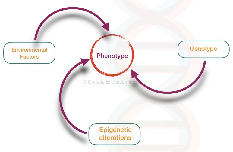 What is a genotype?- definition, frequency and methods