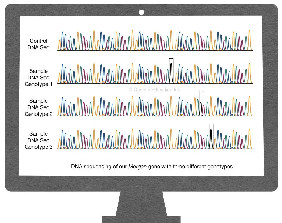 What is a genotype?- definition, frequency and methods