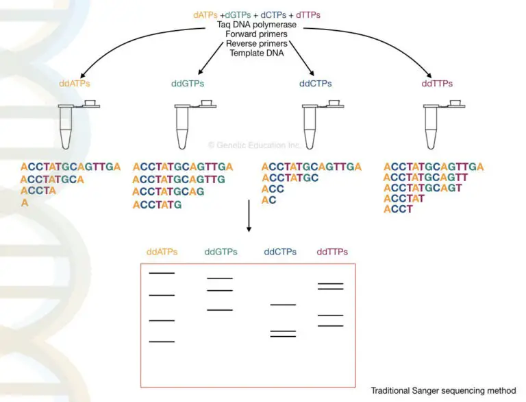 10 SNP Genotyping Techniques – Genetic Education