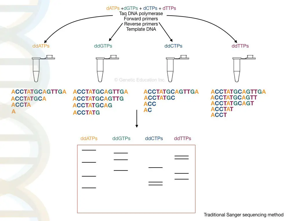 Sanger sequencing.