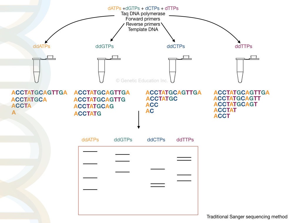 DNA sequencing