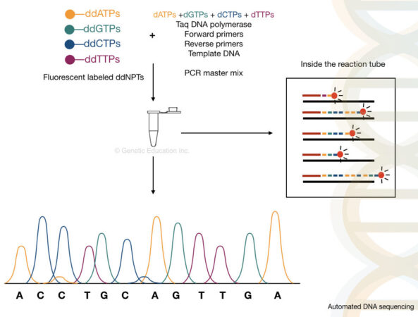 DNA Sequencing: History, Steps, Methods, Applications And Limitations