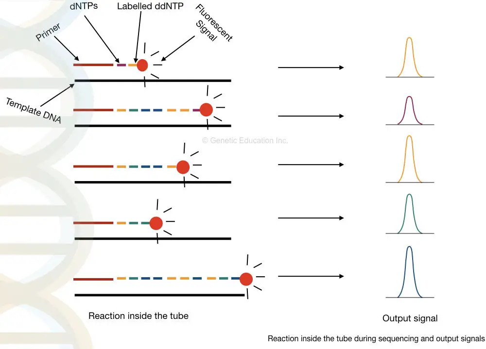 Illustration of reaction occurs in the tube during the DNA sequencing.