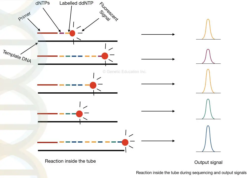 DNA sequencing