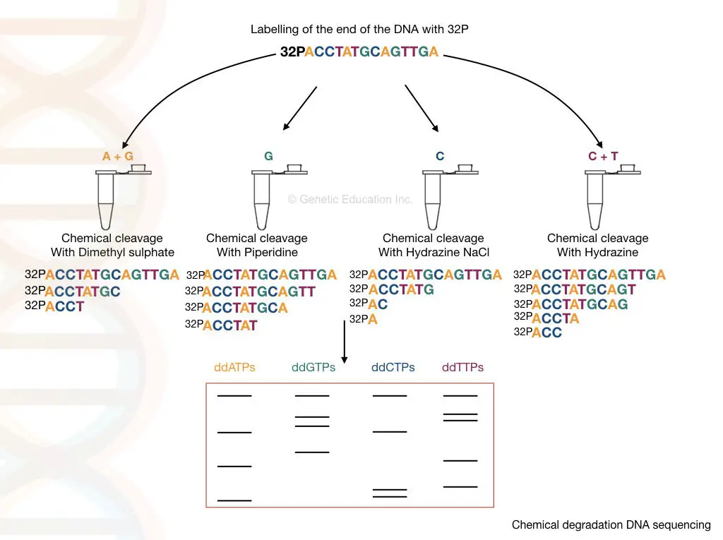 A new sequencing method to detect DNA modific