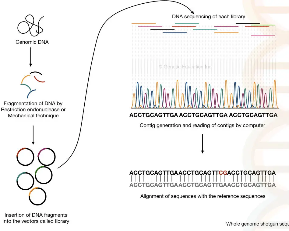 DNA sequencing