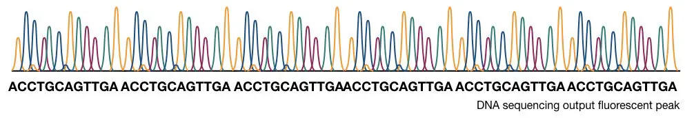 The results of DNA sequencing