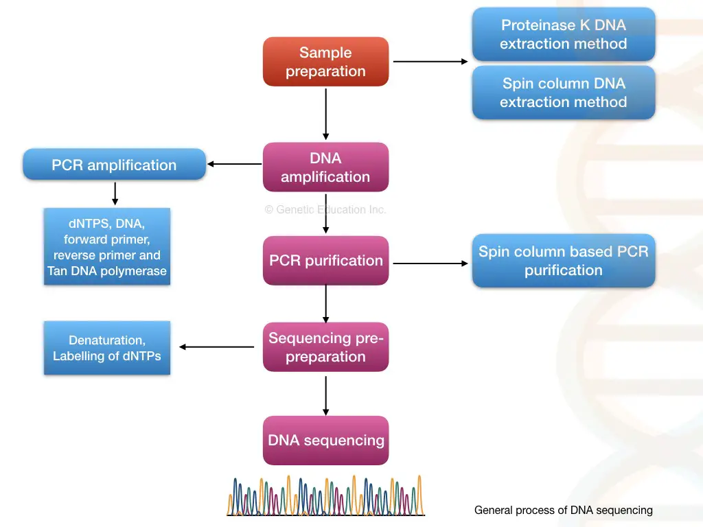 Steps in DNA sequencing 