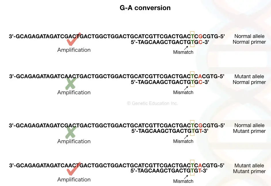 The image represents the concept of mismatch for ARMS-PCR.