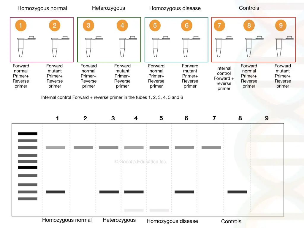 The whole process of ARMS-PCR, reaction preparation and results analysis. 