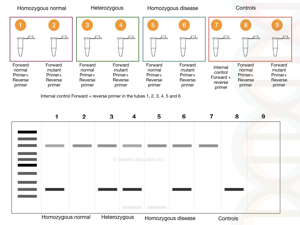 Illustration of ARMS PCR.