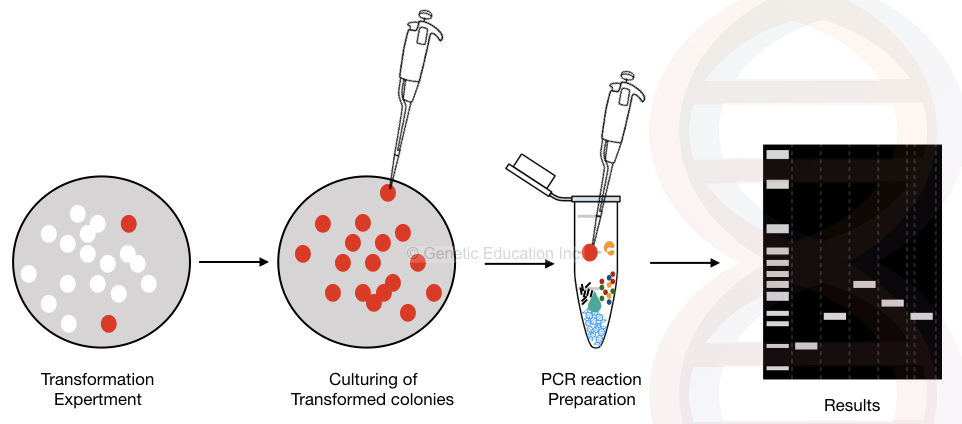 The general overview of the colony PCR method.