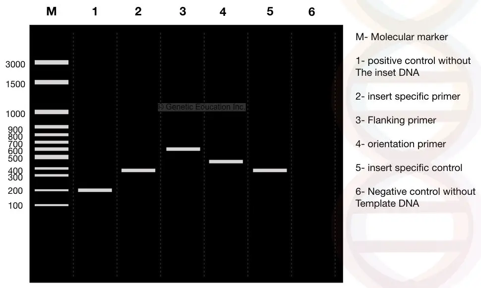 Illustration of the results obtained in the colony PCR.