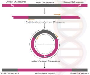 Inverse PCR: Principle, Procedure, Protocol and Applications