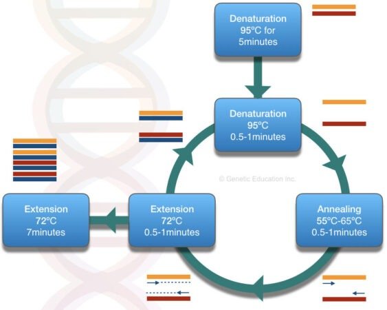 Pcr Extending What is a Long-Range PCR?