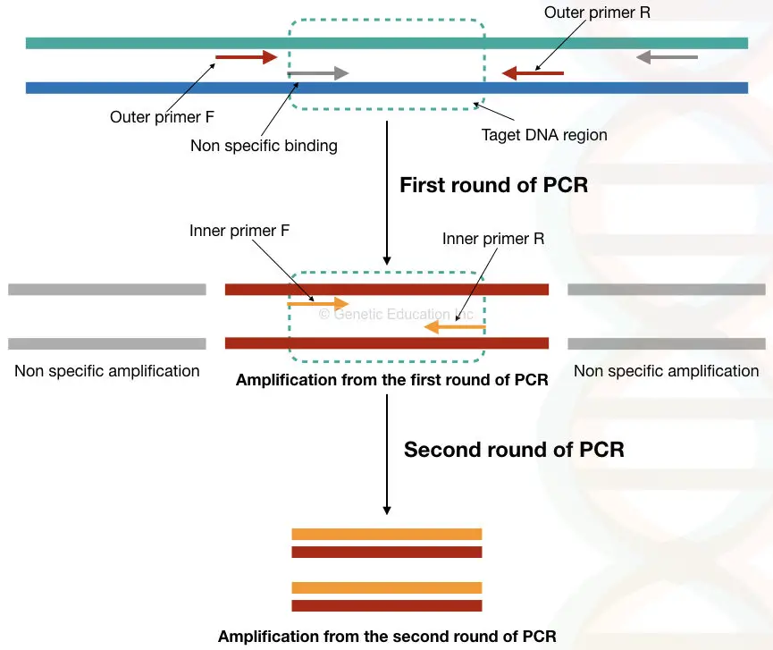 Illustration of ideal nested-PCR setup with first set and second set of primers.