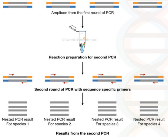 What is nested PCR?