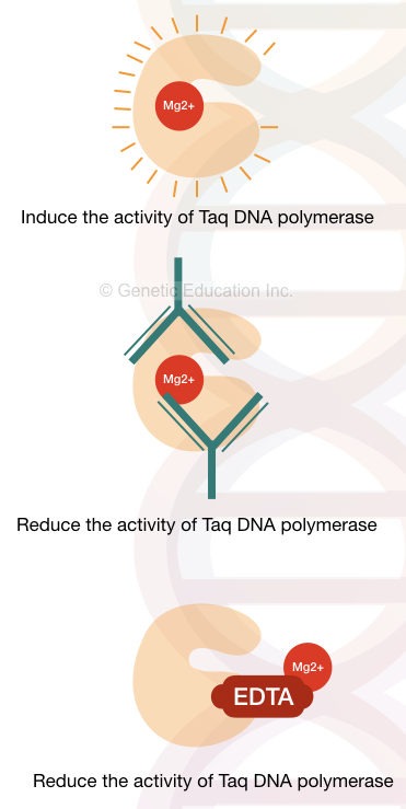 Impact on chemicals on the activity of Taq DNA polymerase. 