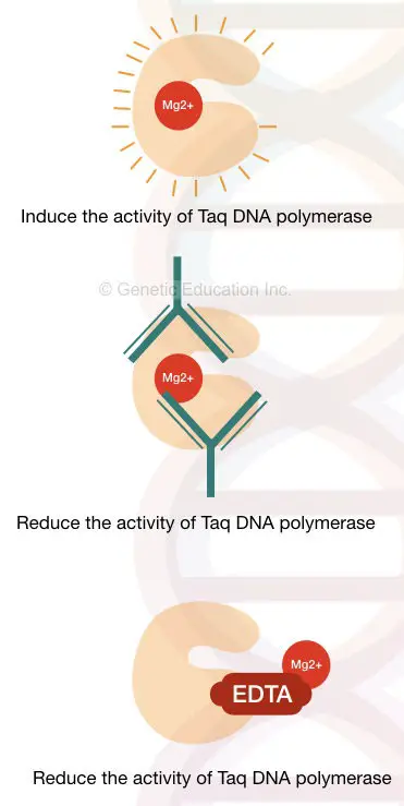 Impact on chemicals on the activity of Taq DNA polymerase. 