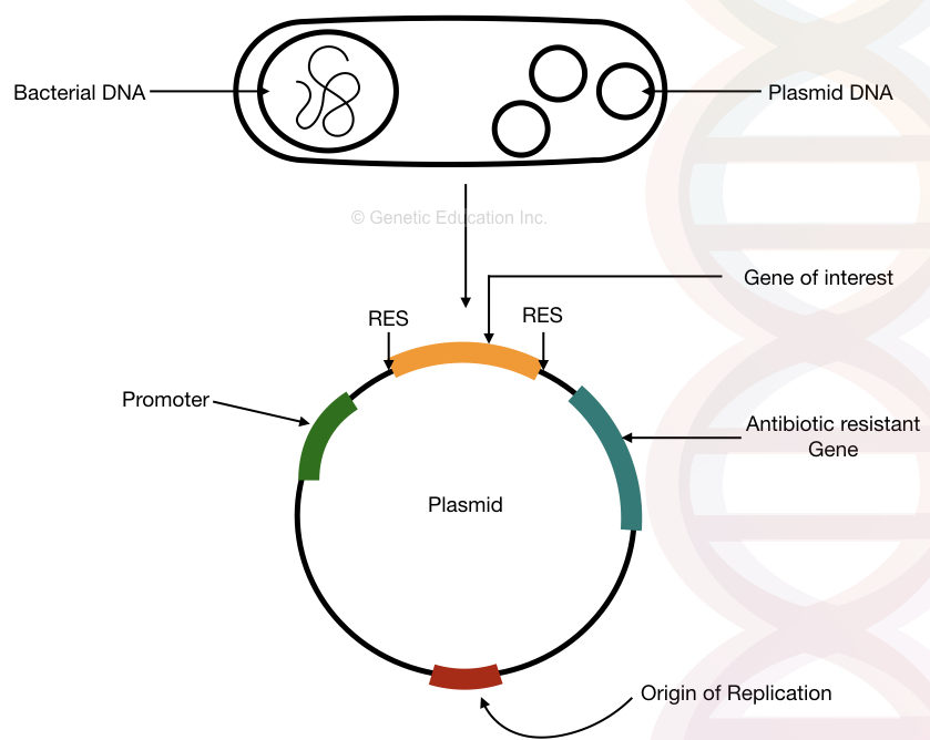 Colony PCR- Principle Process Protocol Advantages And Limitations ...