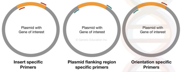 Colonies Pcr colony pcr protocol takara _ taq dna polymerase 使い方 – NMVCP