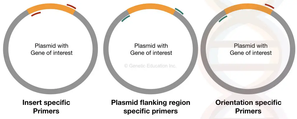 Illustration of insert-specific primer, plasmid flanking region primers and orientation-specific primers.