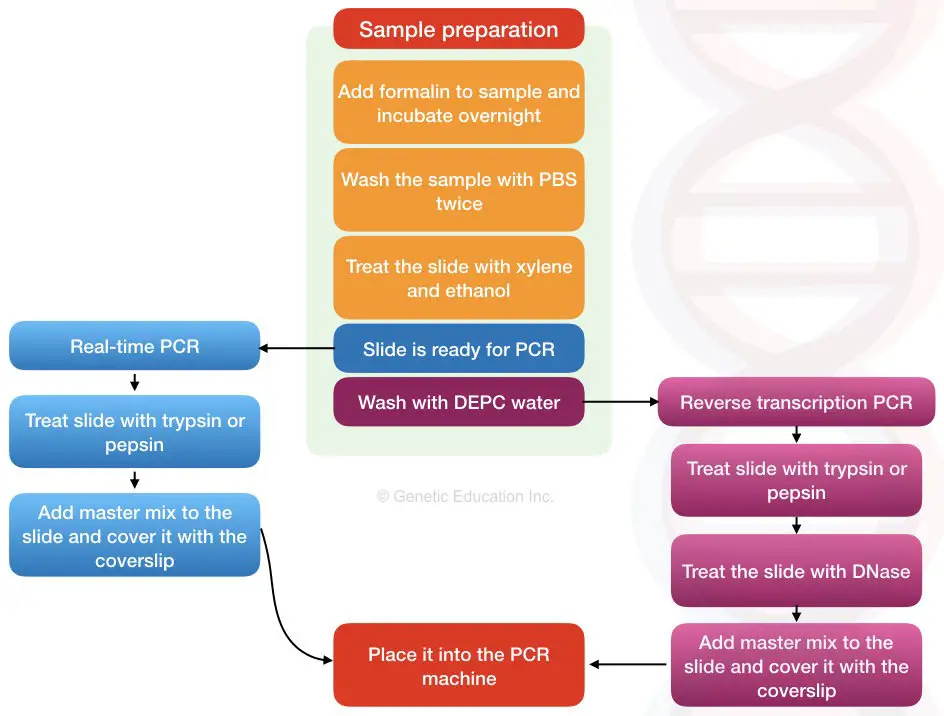 The general scheme of the in situ PCR process.