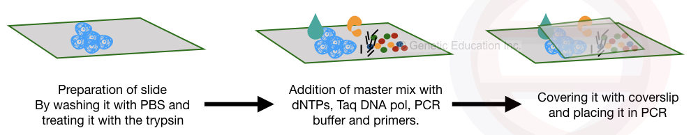 Illustration of in situ PCR process on a slide.